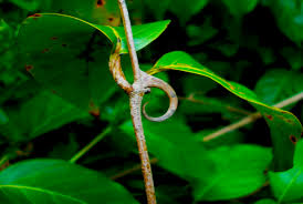  /></noscript>Cat´s Claw</a></strong> je tropická, kvitnúca, popínavá rastlina , ktorá rastie v dažďových pralesoch Južnej Ameriky. Pomenovanie Mačací pazúr (anglicky Cat´s claw) vzniklo vďaka tŕňom, ktoré vyrastajú spod stoniek listov a ktoré umožňujú liane dostať sa čo najvyššie za svetlom.  Táto vzácna bylina, označovaná aj ako posvätná rastlina Inkov, či kráľovná amazonských liečivých rastlín, je známa aj pod názvom Uňa de gato, čiže Mačací pazúr, alebo Vilcacora. Je cenným zdrojom prírodných lekárskych látok.</p>
<p><strong><a href=
